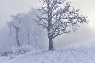 Shrubs and trees in hoarfrost and fog, Horben, Lindenberg, Freiamt, Canton Aargau, Switzerland