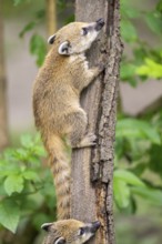 South American coati (Nasua nasua) youngster klimbing a little tree, captive, Zoo Augsburg
