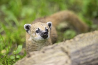 South American coati (Nasua nasua) youngster standing on the ground, captive, Zoo Augsburg