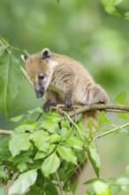 South American coati (Nasua nasua) youngster klimbing a little tree, captive, Zoo Augsburg