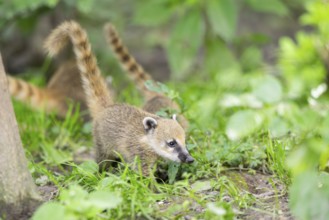 South American coati (Nasua nasua) youngster walking on the ground, captive, Zoo Augsburg