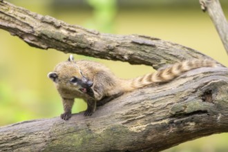 South American coati (Nasua nasua) youngster klimbing a little tree, captive, Zoo Augsburg