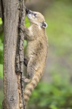 South American coati (Nasua nasua) youngster klimbing a little tree, captive, Zoo Augsburg