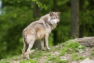 Eastern wolf (Canis lupus lycaon) standing on a little hill, Bavaria, Germany