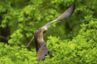 Black kite (Milvus migrans) flying in a forest in early summer, Bavaria, Germany