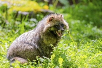 Common raccoon dog (Nyctereutes procyonoides) sitting in the grass, Bavaria, Germany