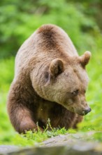 Brown bear (Ursus arctos) walking on a meadow, Bavaria, Germany