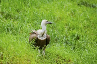 Eurasian griffon vulture (Gyps fulvus) on a meadow, Bavaria, Germany