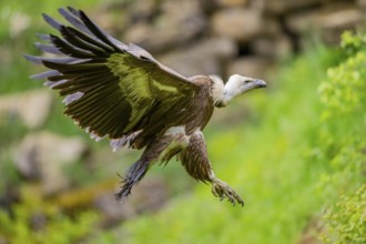 Eurasian griffon vulture (Gyps fulvus) flying, Bavaria, Germany