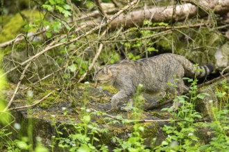 European wildcat (Felis silvestris) on a rock, Bavaria, Germany
