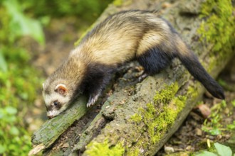 Ferret (Mustela putorius furo) on an old tree trunk, Bavaria, Germany