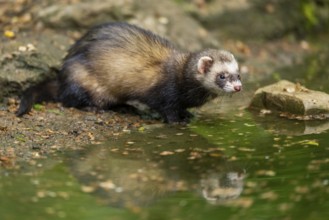 Ferret (Mustela putorius furo) on the edge of a little lake, Bavaria, Germany