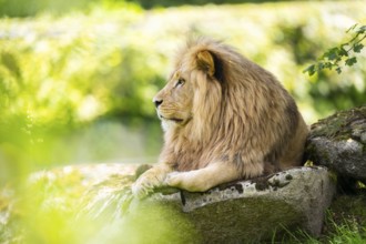 Southern African lion (Panthera leo melanochaita) male, lying on a rock, captive, Zoo Augsburg,