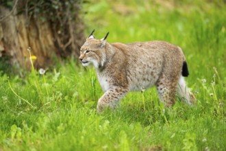 Eurasian lynx (Lynx lynx) walking in the grass, Bavaria, Germany