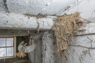 Black redshank (Phoenicurus ochruros) in flight to feed its chicks in the nest in an old barn. Bas