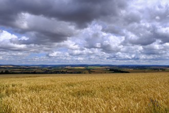 Cornfields, near Elz Castle, Rhineland-Palatinate, Germany