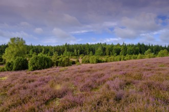 Ellerndorfer Heide, broom heather blossom, Südheide, Lüneburg Heath, near Eimke, Lower Saxony,