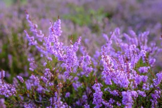 Heath on Wietzer Berg, broom heather blossom, Südheide, Lüneburg Heath, near Faßberg, Lower Saxony,