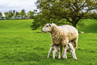 Sheeps, Pooley Bridge, Ullswater Lake, Lake District National Park, Cumbria, England, United