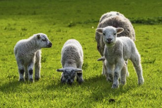 Sheep and farm in Lake District National Park, Coniston Water, Cumbria, England, United Kingdom