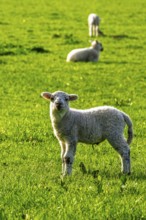 Sheep and farm in Lake District National Park, Coniston Water, Cumbria, England, United Kingdom