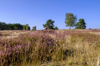 Broom heather blossom, Nemitzer Heide, Wendland-Elbe nature park Park, Lower Saxony, Germany