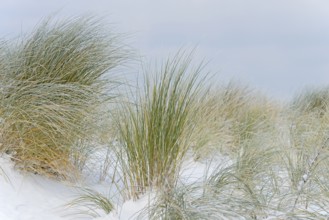 Marram grass (Ammophila arenaria) in the snow-covered dune landscape of Norddeich, North Sea, Lower
