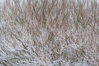 Winter day, onset of winter, snow lies on the bushes in the dune landscape of Norddeich, North Sea,