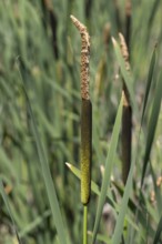 Cattail (Typha) at a pond, aquatic plant and marsh plant, single plant and leaves, North