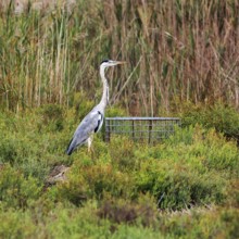 Grey heron (Ardea cinerea), attentive, Pont de Gau bird park, Camargue, France