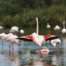 Pink flamingos (Phoenicopterus roseus), standing in the water, wings spread out, Pont de Gau bird