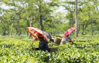 Tea estate workers plucking tea leafs using umbrellas at a tea estate during a hot summer day, in