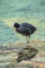 Eurasian Coot at the Hintersee near Ramsau in Berchtesgadener Land washing and a reflection in the