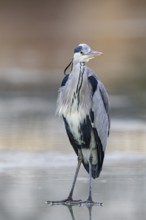 Grey heron (Ardea cinerea) Germany
