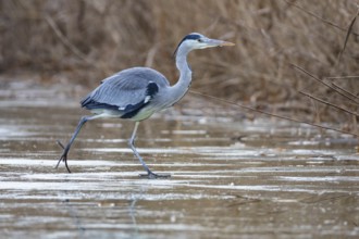 Grey heron (Ardea cinerea) Germany