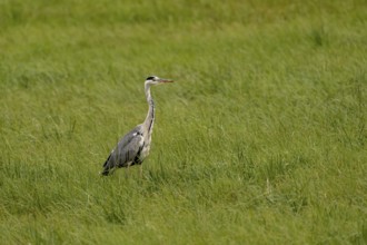 Grey heron (Ardea cinerea), Vulkaneifel, Rhineland-Palatinate, Germany