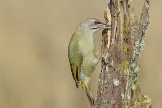 Grey-headed woodpecker (Picus canus), male sitting on a tree stump overgrown with moss and lichen,
