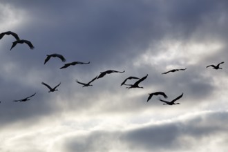Cranes flying, grey crane (Grus grus), bird migration, silhouettes in the evening sky, Rehdener