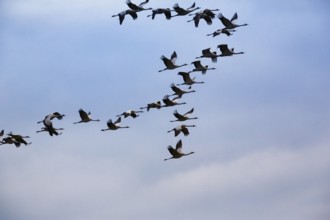 Cranes flying, grey crane (Grus grus), bird migration, evening sky, Rehdener Geestmoor, Diepholzer