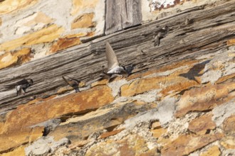 House martins fly lively in front of old house facade