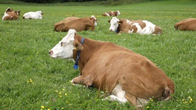 Cows lying in a meadow in the Allgäu, Pfronten, 30.07.2025