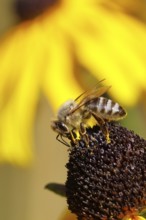 European honey bee (Apis mellifera), collecting nectar from a yellow coneflower (Echinacea