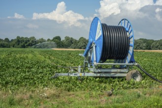 Agriculture, artificial irrigation of a field, irrigation system, sugar beet cultivation, Ystad