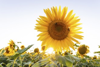 Radiant sunflower in the evening light with sun star