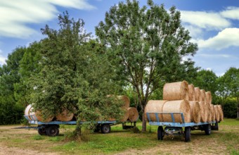 Straw bales on a trailer, agriculture in Hesse, Germany