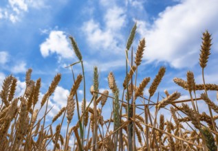 Cereal fields on the Panoramweg in Flörsheim, Hesse, Germany