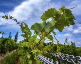 Wickerer vineyards at the Flörsheimer Warte, Hesse, Germany