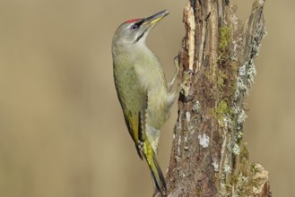 Grey-headed woodpecker (Picus canus), male sitting on a tree stump overgrown with moss and lichen,