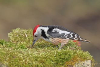 Middle spotted woodpecker (Dendrocopos medius) foraging on mossy ground in the forest, Wilnsdorf,