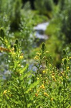 Bottrop, North Rhine-Westphalia, Germany - Renaturalised Boye, the tributary of the Emscher, has